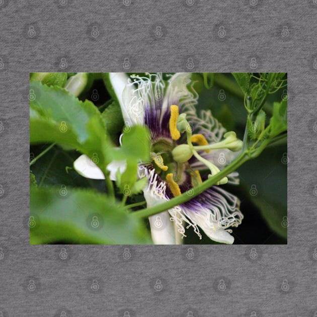 Passion Flower Closeup by ButterflyInTheAttic